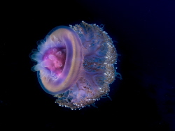 Purple jellyfish in the red sea. by Brenda De Vries 